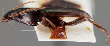 Media type: image;   Entomology 22486 Aspect: habitus lateral view